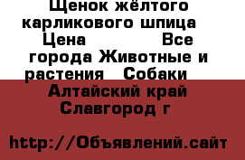 Щенок жёлтого карликового шпица  › Цена ­ 50 000 - Все города Животные и растения » Собаки   . Алтайский край,Славгород г.